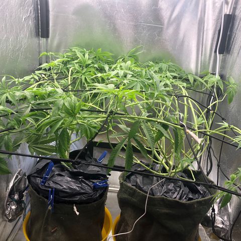 Gorilla ghost  #1 growlog timeline photo