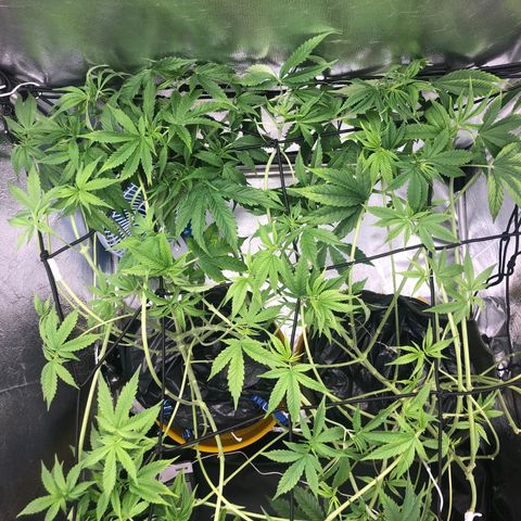 Gorilla ghost  #1 growlog timeline photo