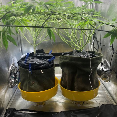 Gorilla ghost  #1 growlog photo: 1040 PPM
6.1 PH