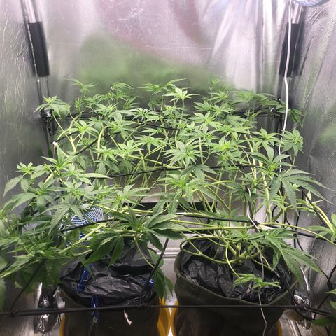 Gorilla ghost  #1 growlog photo: 1040 PPM
6.1 PH