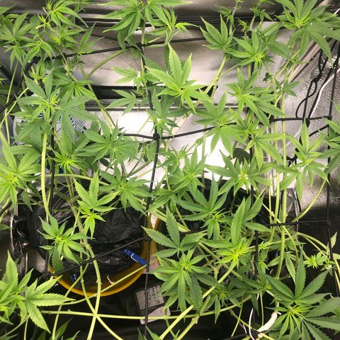 Gorilla ghost  #1 growlog timeline photo