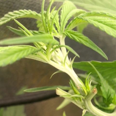 Gorilla ghost  #1 growlog photo: Primeiros pistilos 