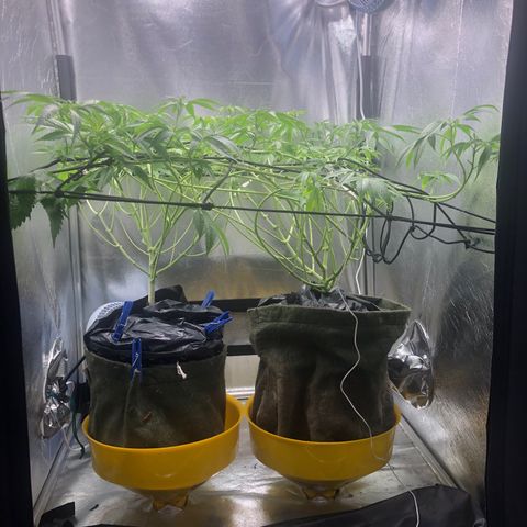 Gorilla ghost  #1 growlog photo: Adição de mais 10ml caliemagic +h20
PPM 1020
PH: 6,1
Altura: 40cm