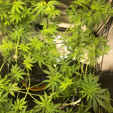 Gorilla ghost  #1 growlog photo: Adição de mais 10ml caliemagic +h20
PPM 1020
PH: 6,1
Altura: 40cm