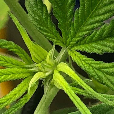 Gorilla ghost  #2 growlog photo: Primeiros pistilos! 