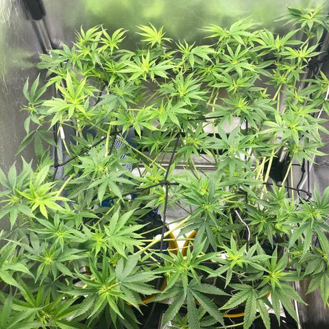 Gorilla ghost  #1 growlog photo: Bloom A - 3-0-0 20ml
Smart roots 
Bastante água 

PPM - 1030
PH - 6.1