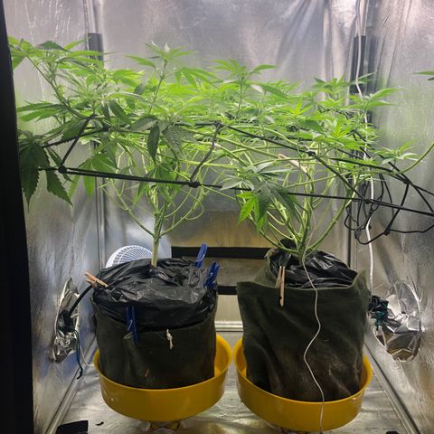 Gorilla ghost  #1 growlog photo: Bloom A - 3-0-0 20ml
Smart roots 
Bastante água 

PPM - 1030
PH - 6.1