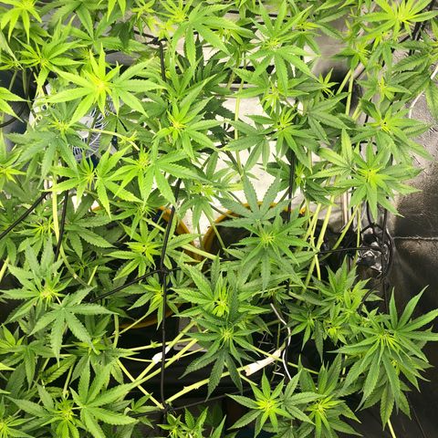 Gorilla ghost  #1 growlog photo: Bloom A - 3-0-0 20ml
Smart roots 
Bastante água 

PPM - 1030
PH - 6.1