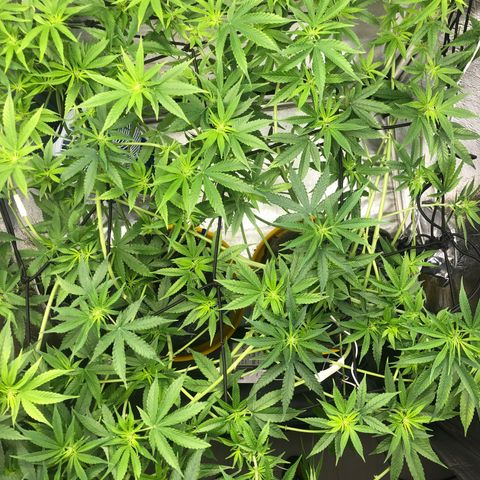Gorilla ghost  #1 growlog timeline photo