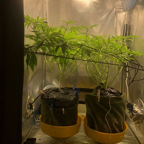 Gorilla ghost  #1 growlog timeline photo