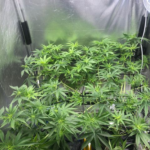 Gorilla ghost  #1 growlog timeline photo