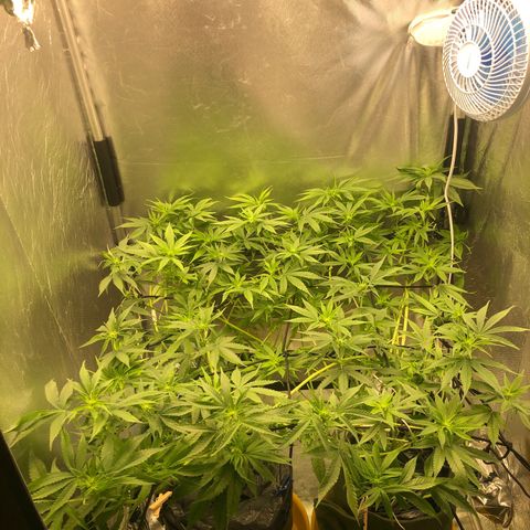 Gorilla ghost  #1 growlog photo: Adição de 11g de A+B
PPM 1080
PH 6