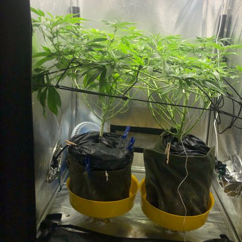 Gorilla ghost  #1 growlog photo: Adição de 11g de A+B
PPM 1080
PH 6