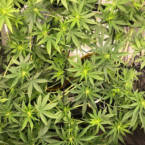 Gorilla ghost  #1 growlog photo: Adição de 11g de A+B
PPM 1080
PH 6