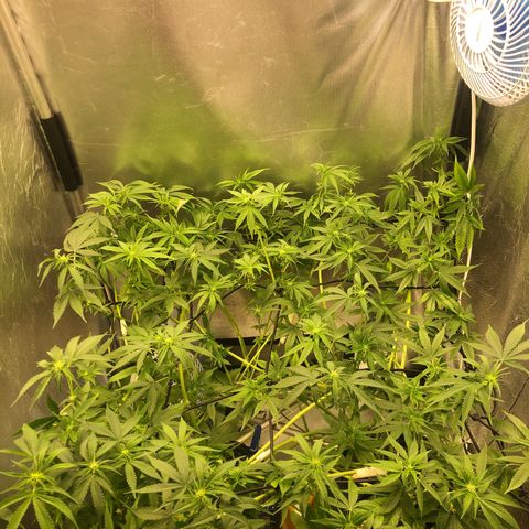 Gorilla ghost  #1 growlog photo: Desfolhação 
