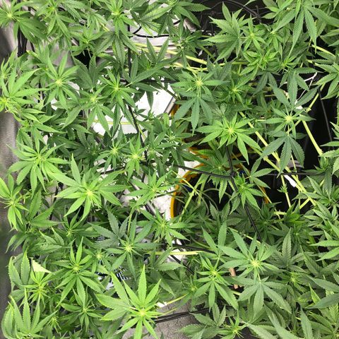 Gorilla ghost  #1 growlog photo: Desfolhação 