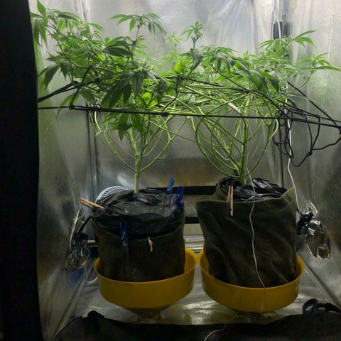 Gorilla ghost  #1 growlog photo: Desfolhação 