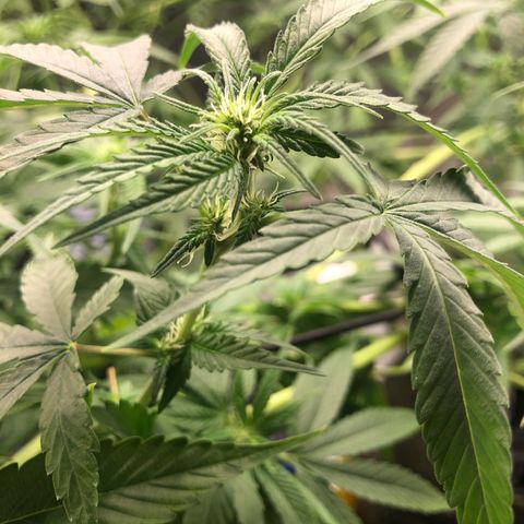 Gorilla ghost  #1 growlog timeline photo