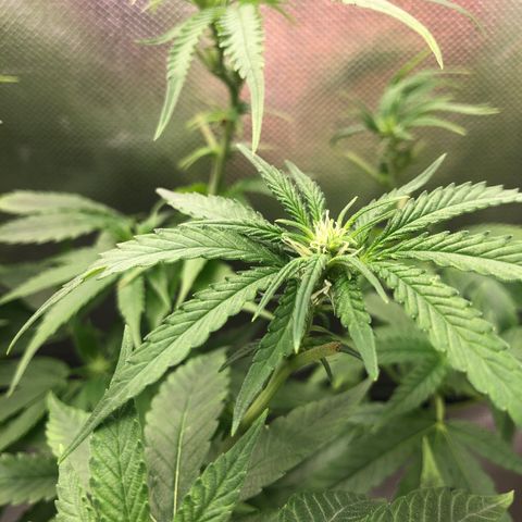 Gorilla ghost  #2 growlog timeline photo