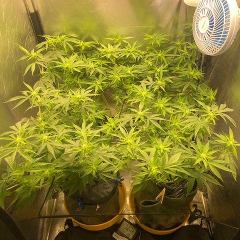 Gorilla ghost  #1 growlog photo: 1180 PPM
6.0 PH

PAINEL TODA POTÊNCIA 