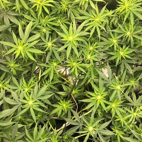 Gorilla ghost  #1 growlog photo: 1180 PPM
6.0 PH

PAINEL TODA POTÊNCIA 