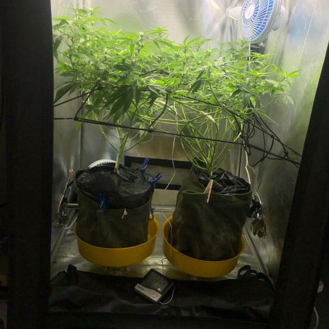 Gorilla ghost  #1 growlog photo: 1180 PPM
6.0 PH

PAINEL TODA POTÊNCIA 
