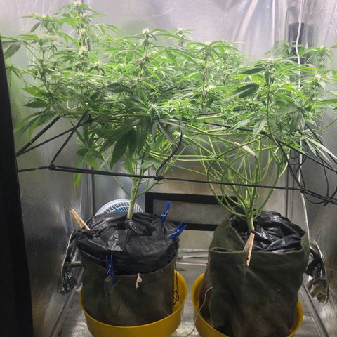 Gorilla ghost  #1 growlog timeline photo