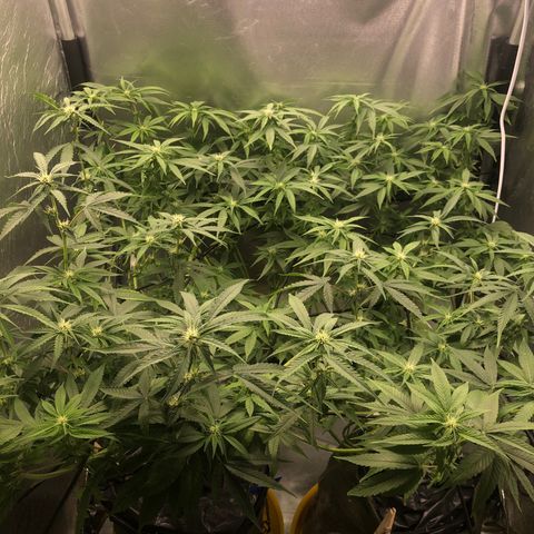 Gorilla ghost  #1 growlog timeline photo