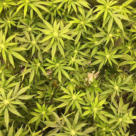 Gorilla ghost  #1 growlog timeline photo
