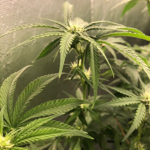 Gorilla ghost  #1 growlog photo: 14 dias dos primeiros pistilos 
