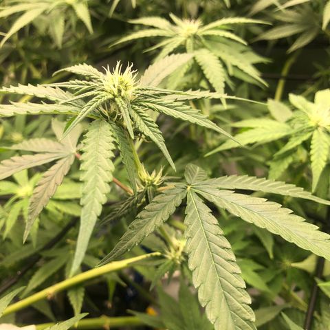 Gorilla ghost  #2 growlog timeline photo