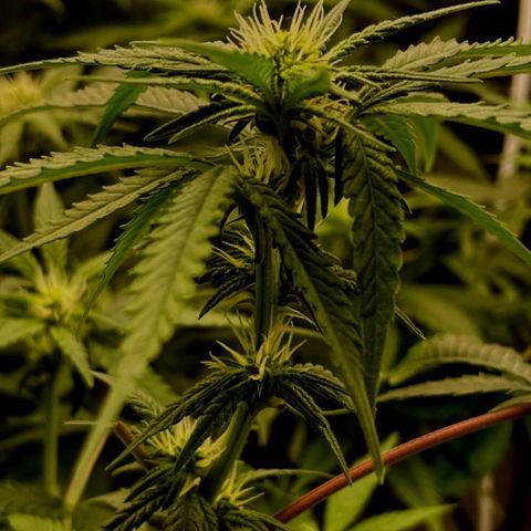 Gorilla ghost  #1 growlog photo: Poda de limpeza 