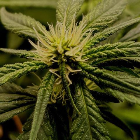 Gorilla ghost  #1 growlog photo: Poda de limpeza 