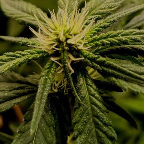 Gorilla ghost  #1 growlog photo: Poda de limpeza 