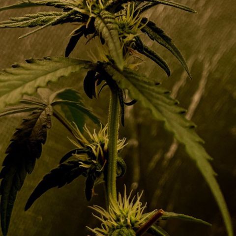 Gorilla ghost  #1 growlog photo: Poda de limpeza 
