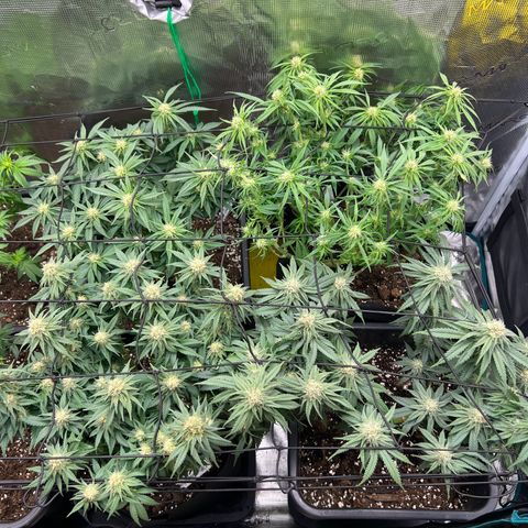 O.G. Kush  growlog timeline photo