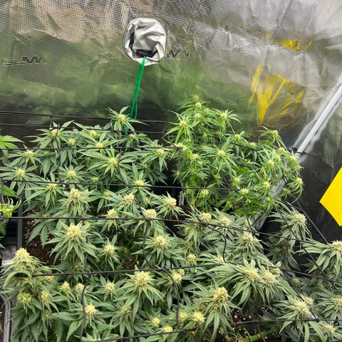 O.G. Kush  growlog timeline photo