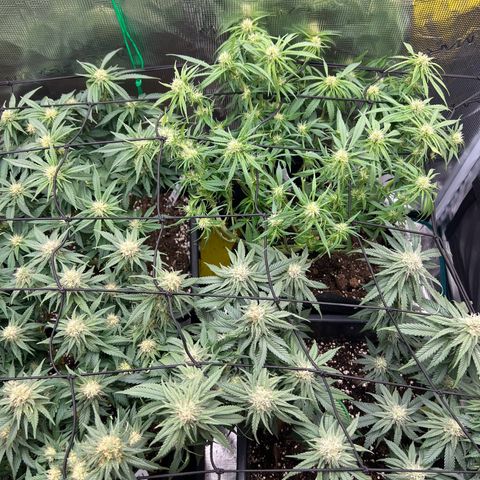 O.G. Kush  growlog timeline photo