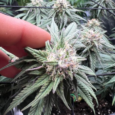 O.G. Kush  growlog timeline photo