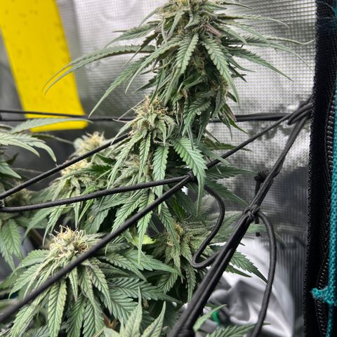 O.G. Kush  growlog timeline photo