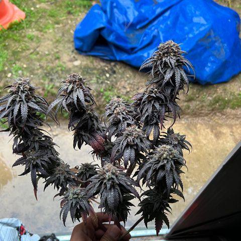 O.G. Kush  growlog timeline photo