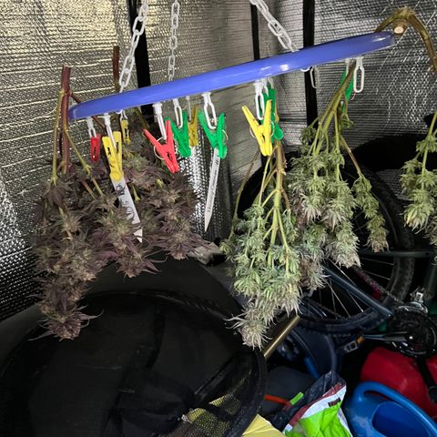 O.G. Kush  growlog timeline photo