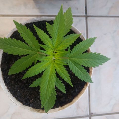 PLANTA 1 (Genética Desconhecida) growlog timeline photo