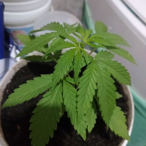 PLANTA 1 (Genética Desconhecida) growlog photo: Após a poda FIMM 