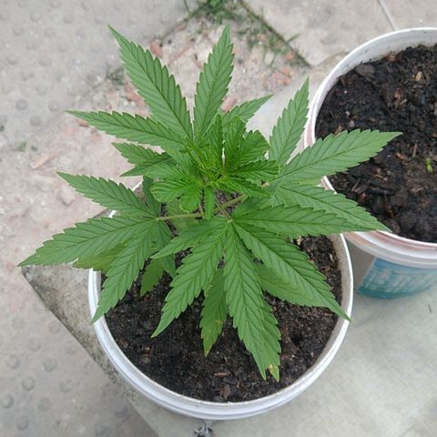 PLANTA 1 (Genética Desconhecida) growlog photo: Fiz uma poda Fimm porém acho que deu errado, como as temperaturas estão muito elevadas, creio que essas manchas na ponta de algumas folhas sejam queimaduras do sol. 