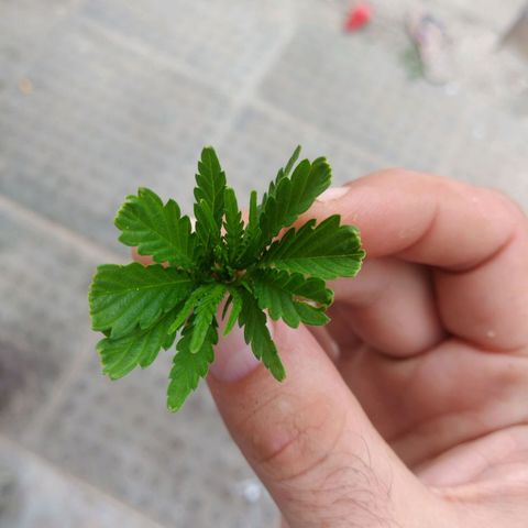 PLANTA 1 (Genética Desconhecida) growlog photo: Poda apical. 