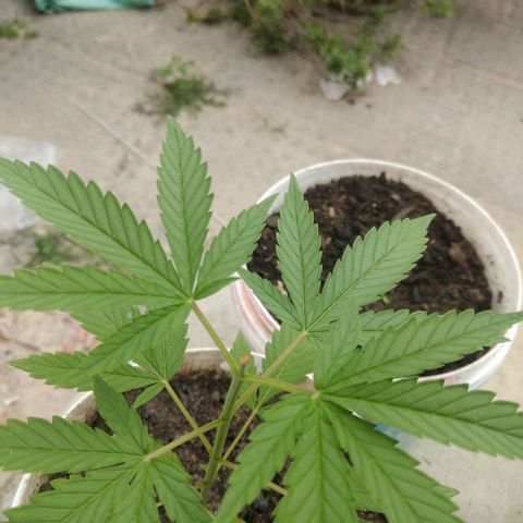 PLANTA 1 (Genética Desconhecida) growlog timeline photo