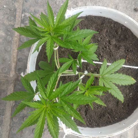 PLANTA 1 (Genética Desconhecida) growlog photo: Após transplante e LST 