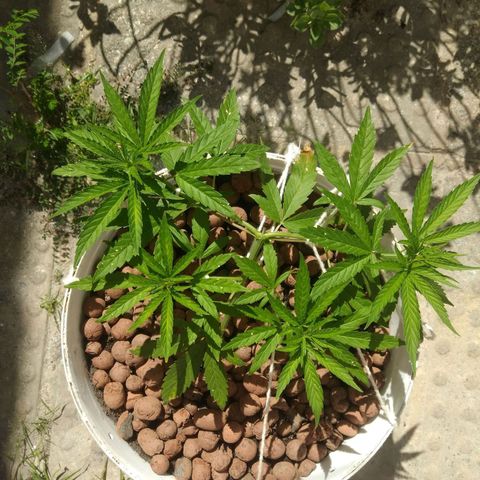 PLANTA 1 (Genética Desconhecida) growlog timeline photo