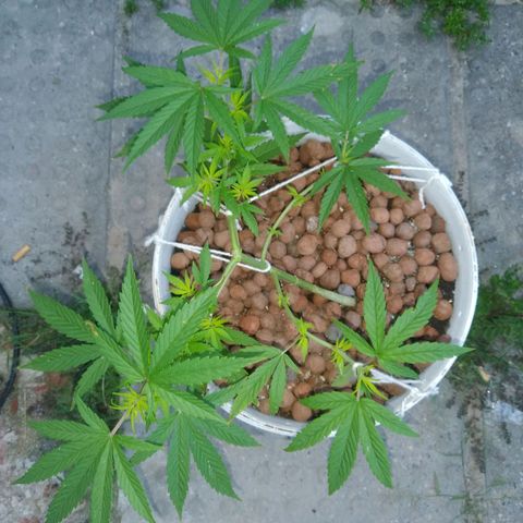 PLANTA 1 (Genética Desconhecida) growlog timeline photo